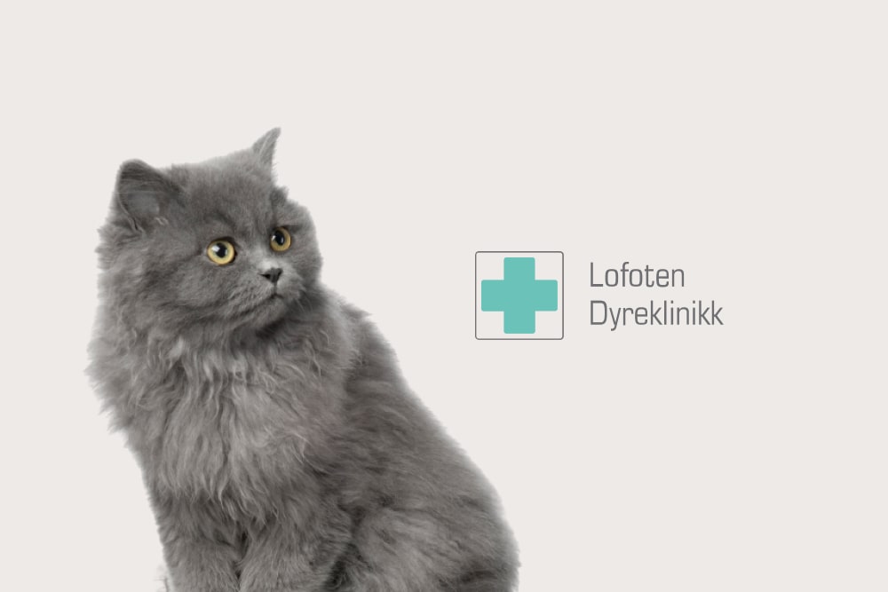 Lofoten Dyreklinikk